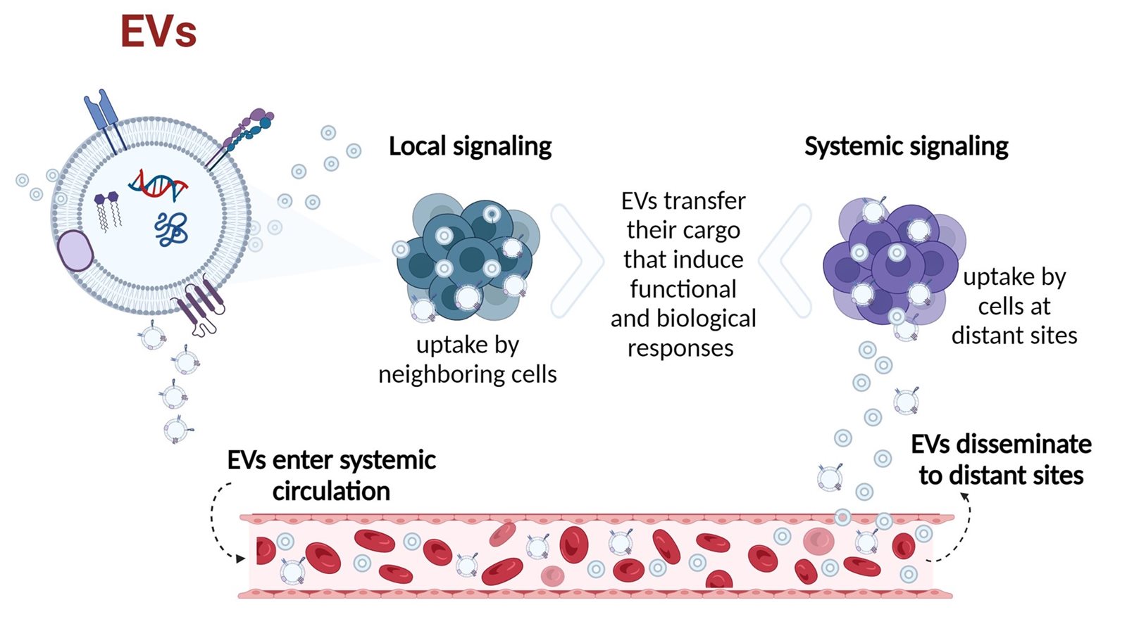 Picture3-EVs-as-Versatile-Signaling-Mediators.jpg